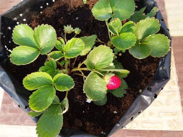 Is hydroponic farming viable in India?